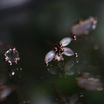 Anaïs Earrings - Laurie Fleming Jewellery