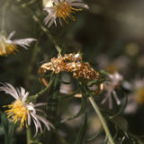 Meadow Buttercup Ring, 0.50ct Lab Grown Diamond