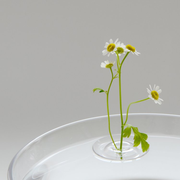 Oodesign Ripple Floating Bud Vase - Laurie Fleming Jewellery