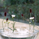 Oodesign Ripple Floating Bud Vase - Laurie Fleming Jewellery