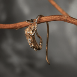 Witch's Pitcher Earrings